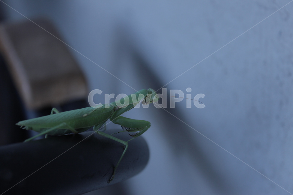 사마귀,곤충,mantis,자연,연두색