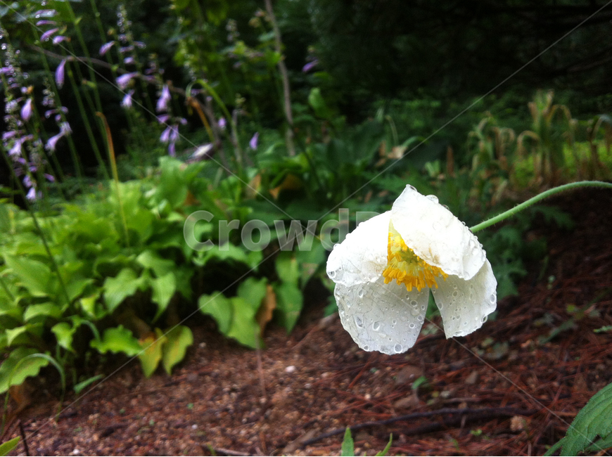 이슬,물방울,꽃,잎사귀,나무,꽃나무,leaf,flower,정원,garden,white,식물,자연,plants,nature,꽃,flower