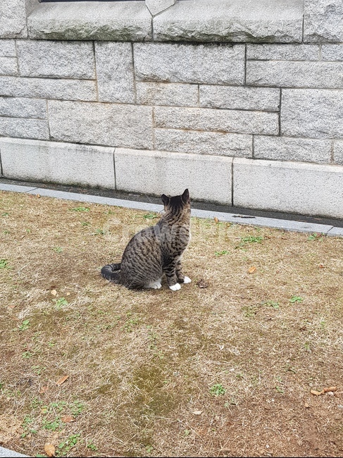 고양이,건물,동물,정원,벽돌