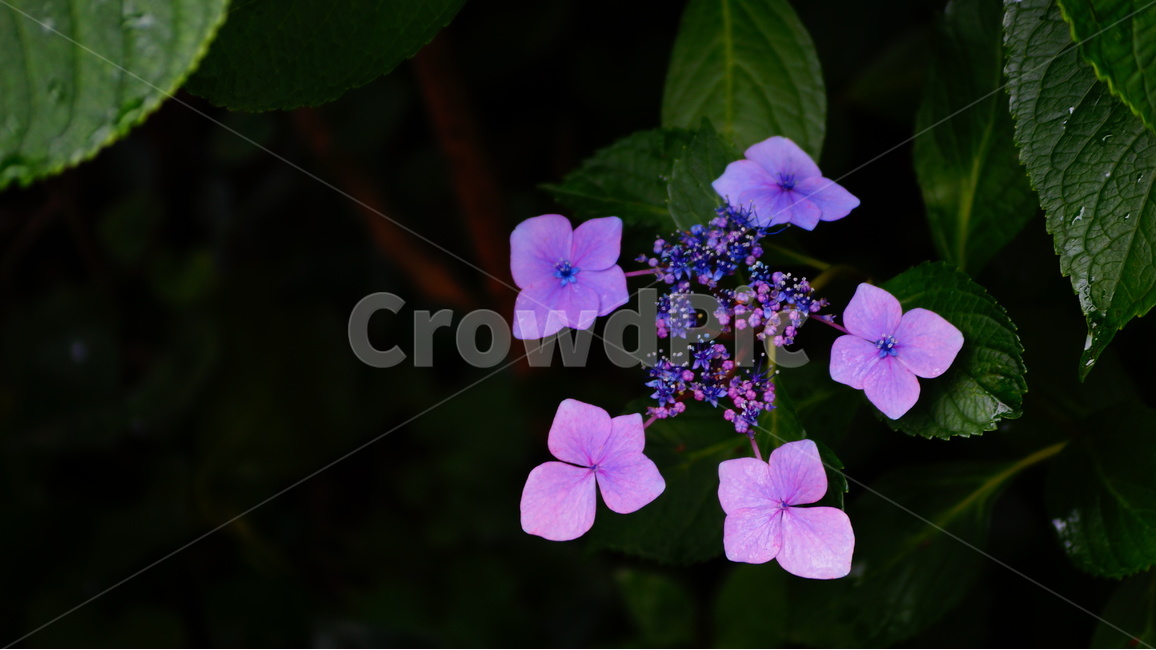 수국,산수국,꽃,꽃사진,태종대,식물,식물,자연,plants,nature,꽃,flower