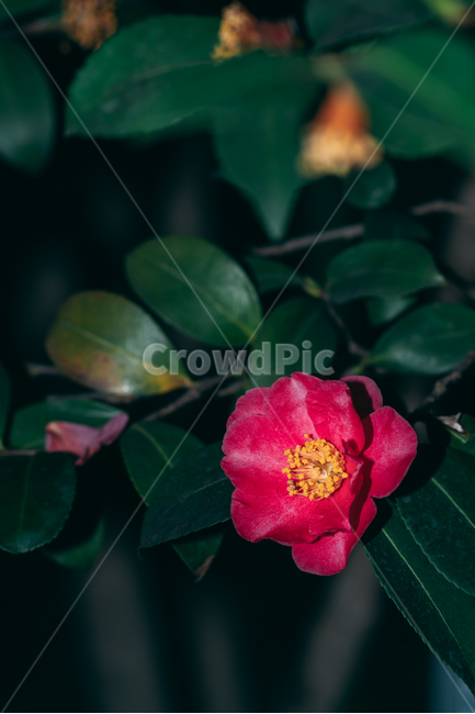 동백꽃,꽃,동백,동백나무,봄꽃,빨강,초록,빛,식물,자연,plants,nature,flower,bloom,배경화면,식물,자연,plants,nature,꽃,flower