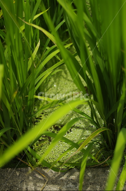 벼,논,식물,초록,plant,자연
