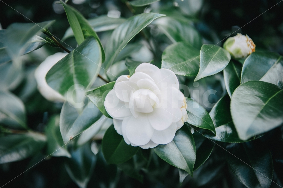 동백,카멜리아,제주,제주도,흰동백,식물,자연,plants,nature,꽃,flower,감성,sensible,feeling