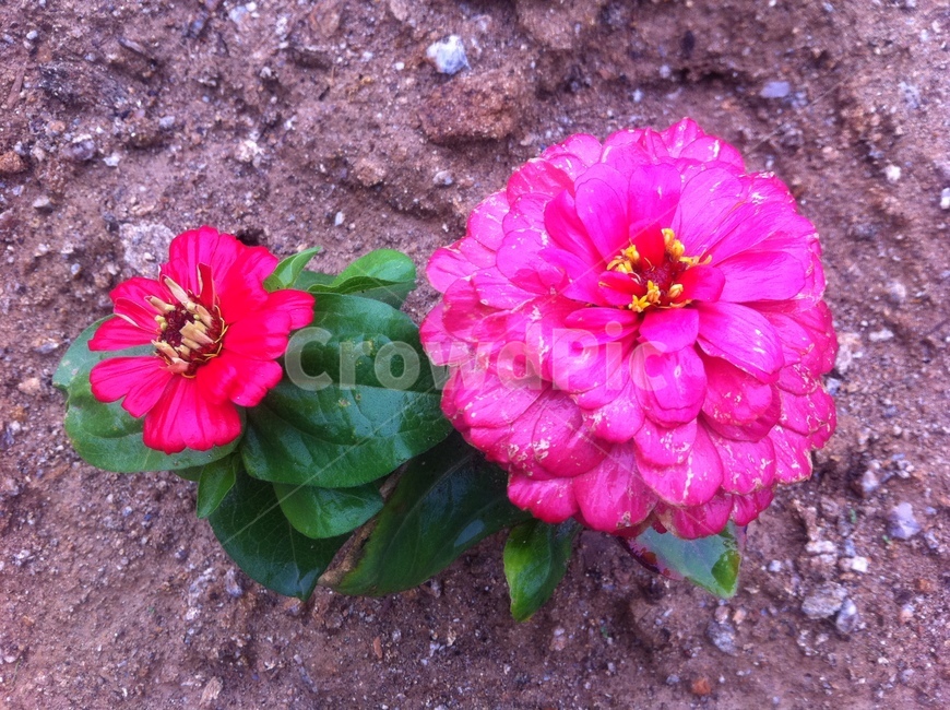 제라늄,geranium,flower,꽃,plant