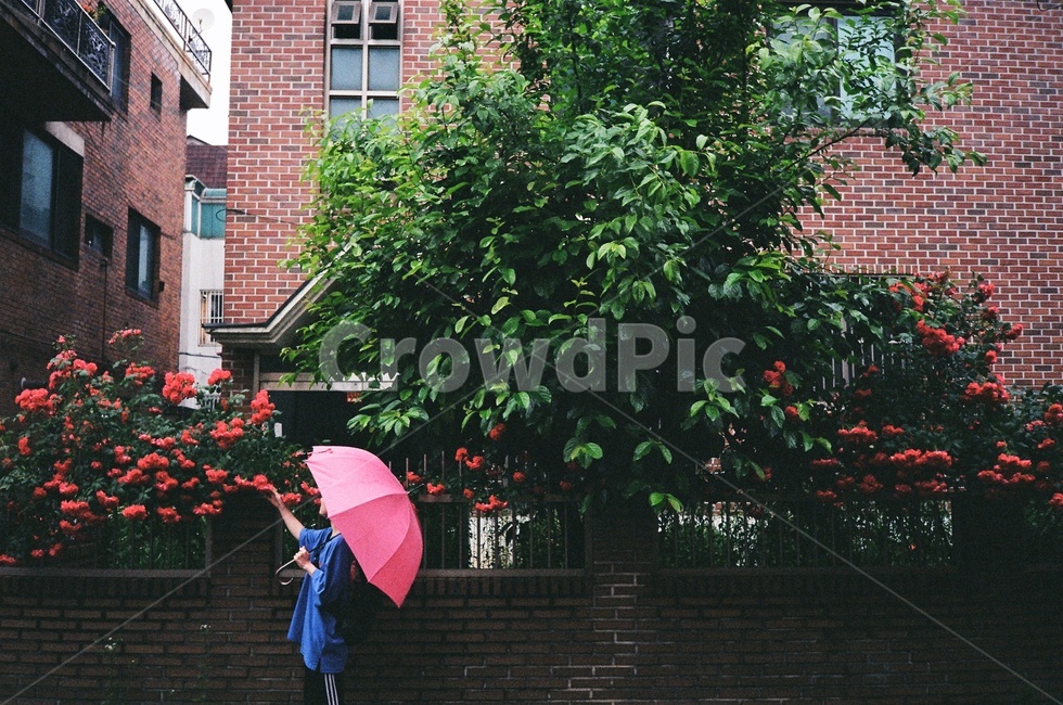 우산,장미,여자,여성,담벼락,빨간꽃,비,rain,flower,red,식물,나무,girl,파란옷,비오는날