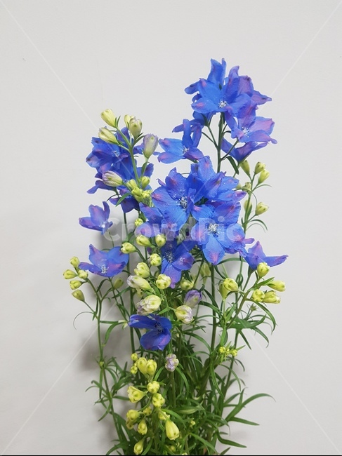 파란색,파란색꽃,파란꽃,델피늄,꽃,식물,자연,plants,nature,꽃,flower