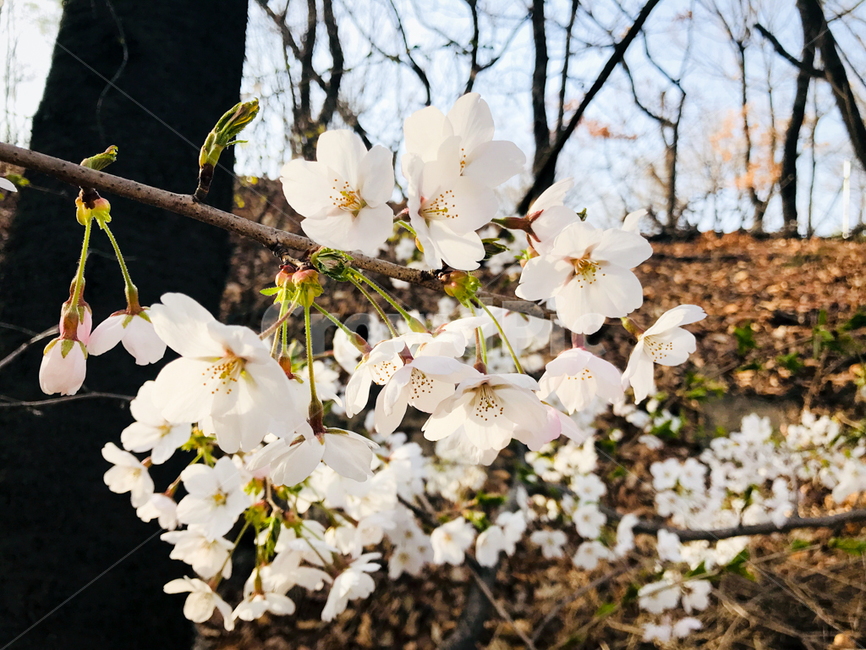벚꽃,봄꽃,꽃,봄,벚나무,나무,자연,계절,blossom,spring,flower,plant,nature,season,식물,자연,plants,nature,꽃,flower