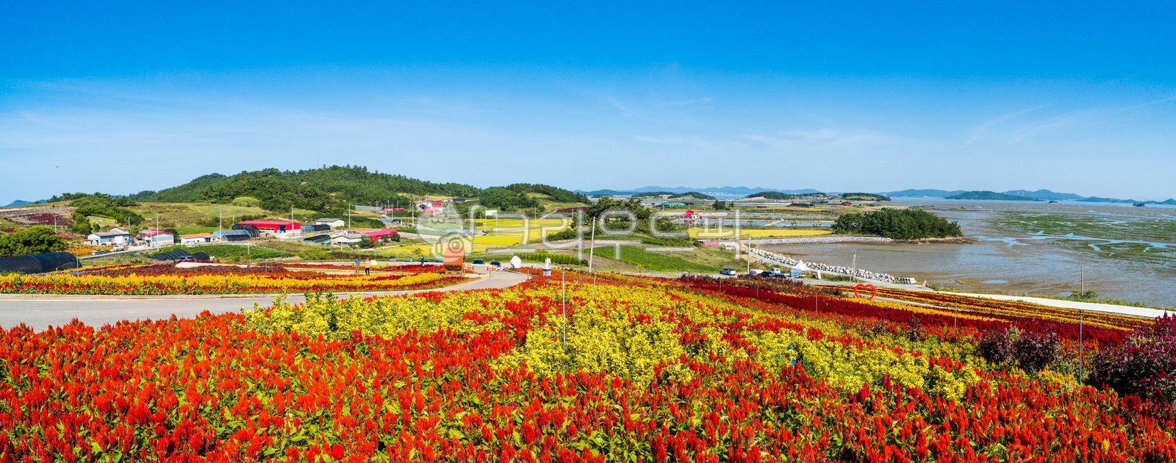 blue sky,Hill,flower garden,beautiful,Island village,Brightly colored,season,cockscomb,mountainside,park,sky,nature,cockscomb flower,festival,folding screen,slope,yellow cockscomb,hill exhaust,panorama,Cockscomb Festival,field,outdoors,autumn,red cockscom