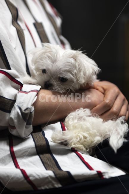 개,강아지,말티즈,반려견,애견,흰색강아지,어린강아지,하얀반려견,귀여운강아지,새끼반려견,새끼강아지,사람품안강아지,사람품안반려견,사람품안말티즈,동물,animal,포유류,mammal,개,강아지,dog,doggy,사람,인물,인간,human,person,신체일부,몸,body