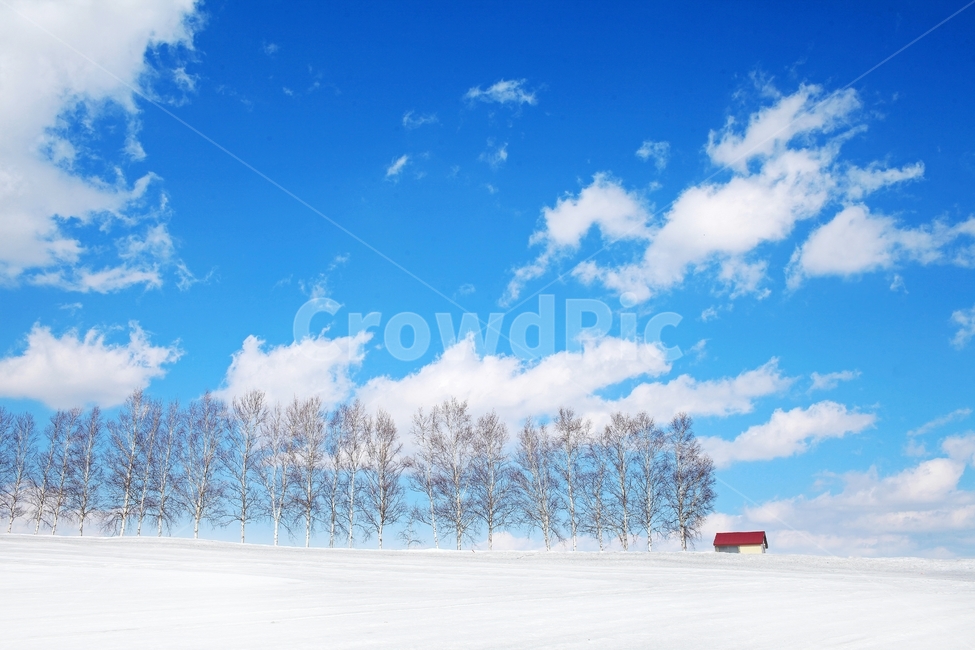 설경,비에이,설원,겨울,자연,풍경,세계,눈,설산,sapporo,biei,winter,겨울,계절,winter,season,자연,풍경,nature,landscape,해외,외국,세계,foreign,oversea,world,세계자연풍경,해외자연풍경,외국자연풍경,world nature landscape,식물,plants,나무,trees,wood,outdoors,옥외