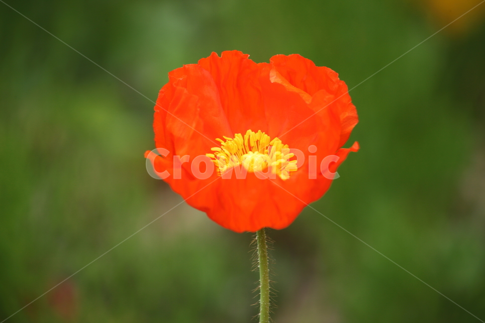 양귀비,꽃,꽃양귀비,조경용,poppy