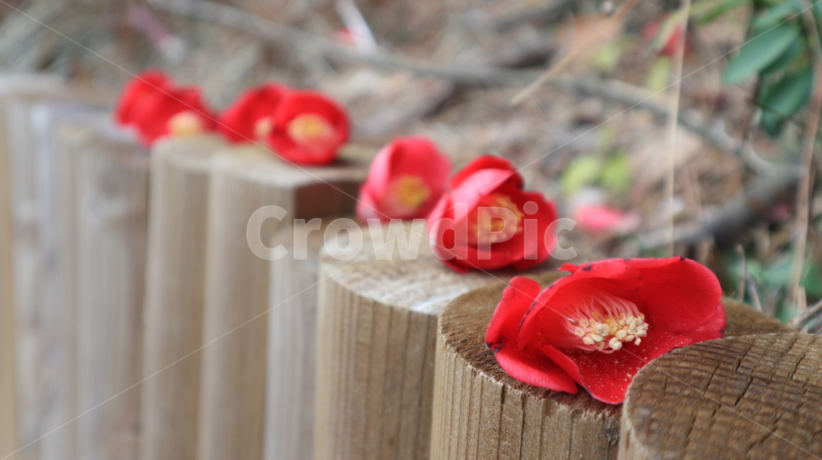 plant,식물,blossom,flower,꽃,petal,꽃잎,동백꽃,동백,지심도,camelliaflower,자연,nature