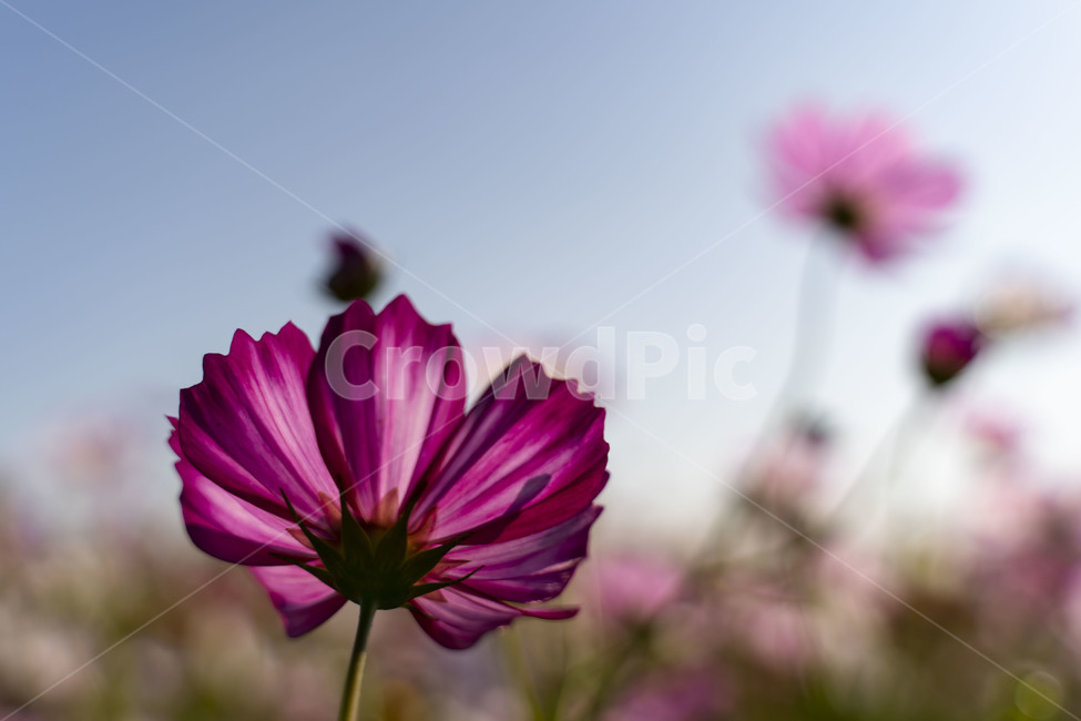 꽃잎,꽃,flower,자연,nature,코스코스,cosmos
