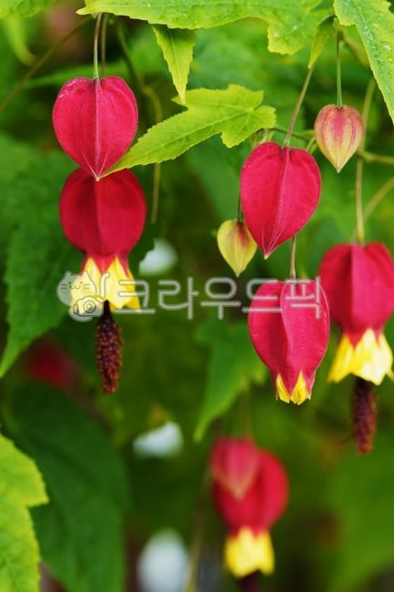 아부틸론,꽃,영원한사랑,친구의날,청사초롱꽃