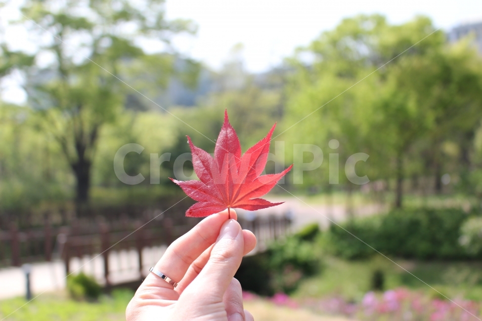장충동,공원,장충공원,남산,단풍,가을,사람,가을,계절,fall,autumn,season,사람,인물,인간,human,person,신체일부,몸,body,leaf,잎,plant,식물,tree,나무