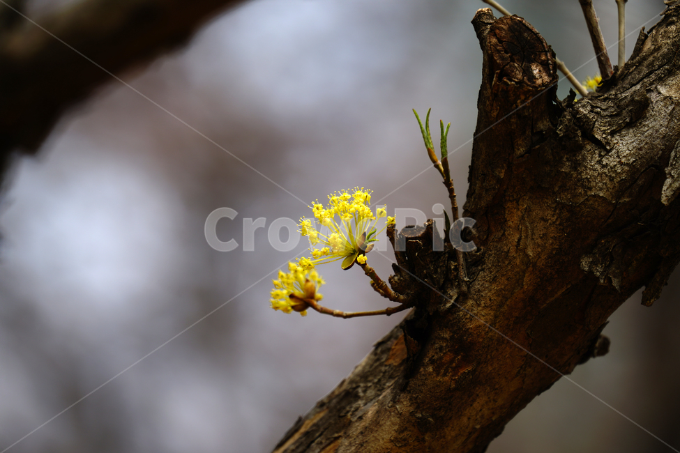 산수유,봄꽃,한국자연,꽃,꽃사진,플라워,flower,봄,spring,식물,plants,자연,nature,풍경,landscape,계절,season,snap,스냅,접사,macro,closeup,클로즈업,감성사진,감성,힐링,healing,느낌,feel,feeling,꽃밭,화단,나무,나뭇가지,tree,꽃봉오리,4월,April,봄,계절,spring,season,식물,자연,plants,nature,꽃,flower,plant