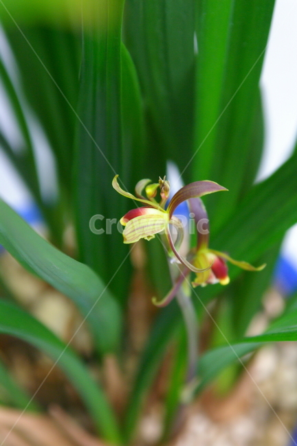 식물,꽃,blossom,flower,plant,초록,잎,잎사귀,난