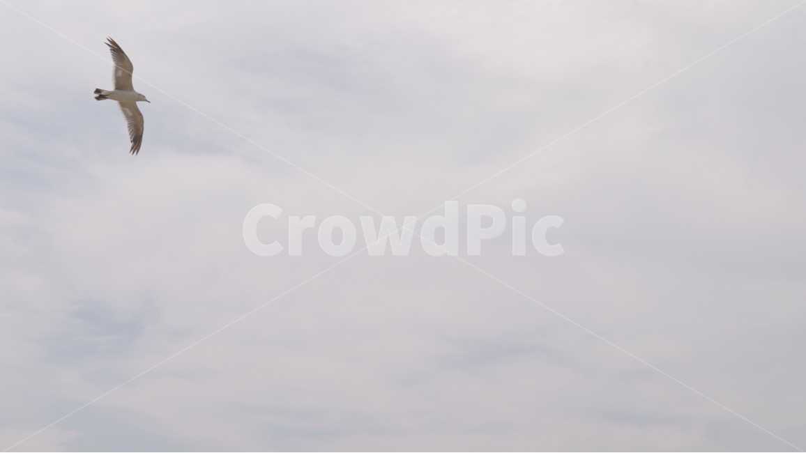 갈매기,새,seagull,비행,하늘,bird,동물,animal,조류,새,birds