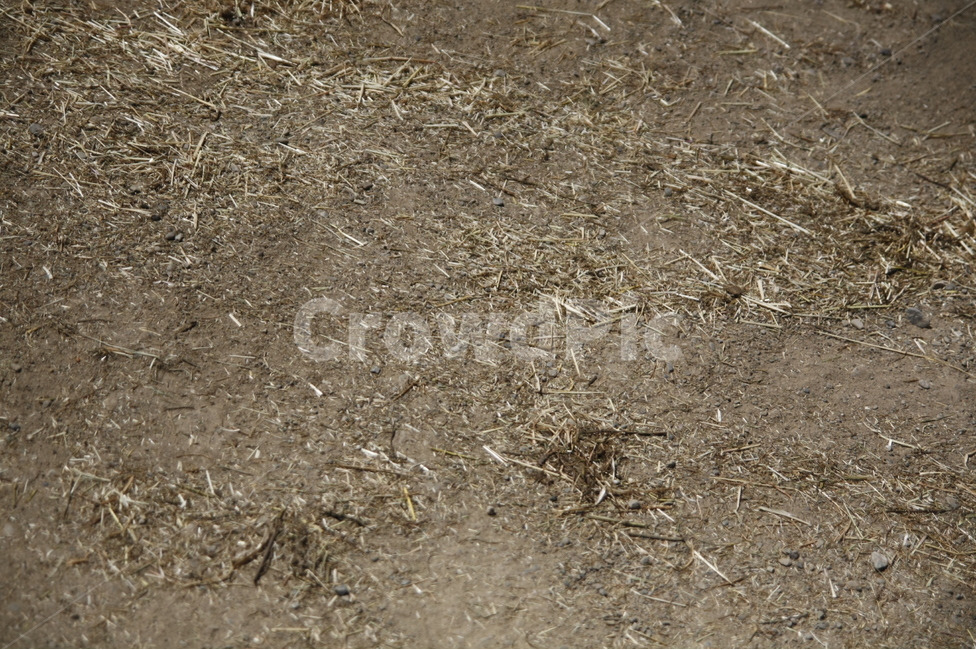 흙,바닥,텍스쳐,촉감,가축우리,땅,자연,풍경,nature,landscape,ground,dirt road,흙길,road,도로,gravel,자갈