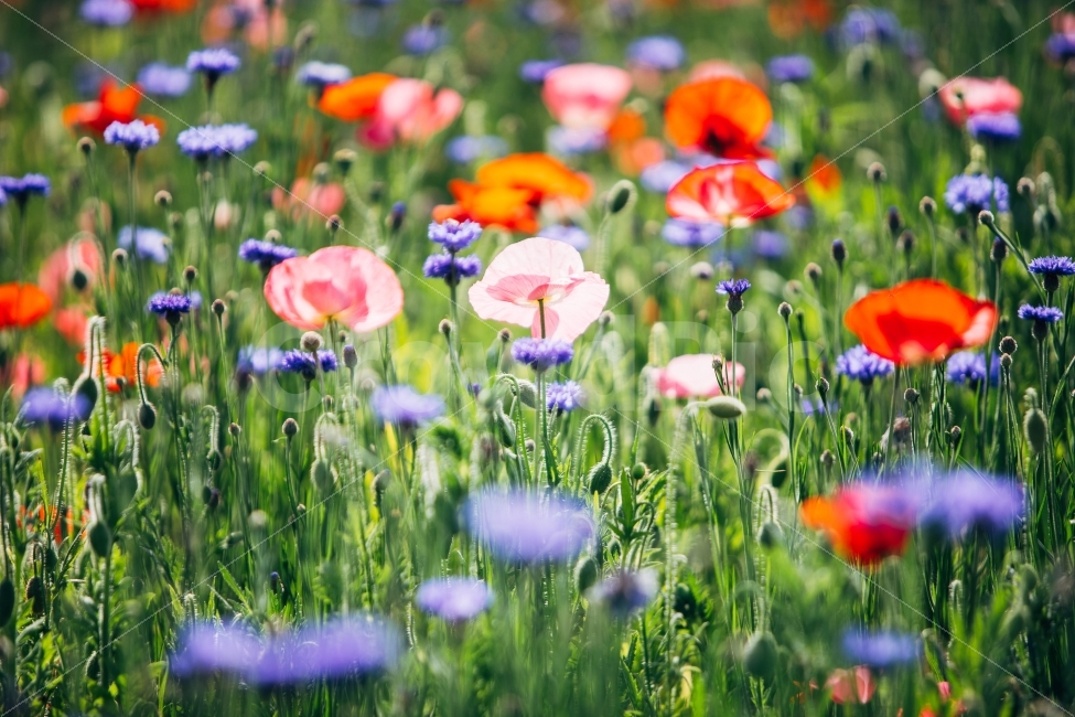 양산,황산공원,꽃양귀비,양귀비,꽃,풍경,자연,flower,poppy,스냅,휴식,힐링,rest,relaxation,healing,식물,자연,plants,nature,꽃,flower,감성,sensible,feeling