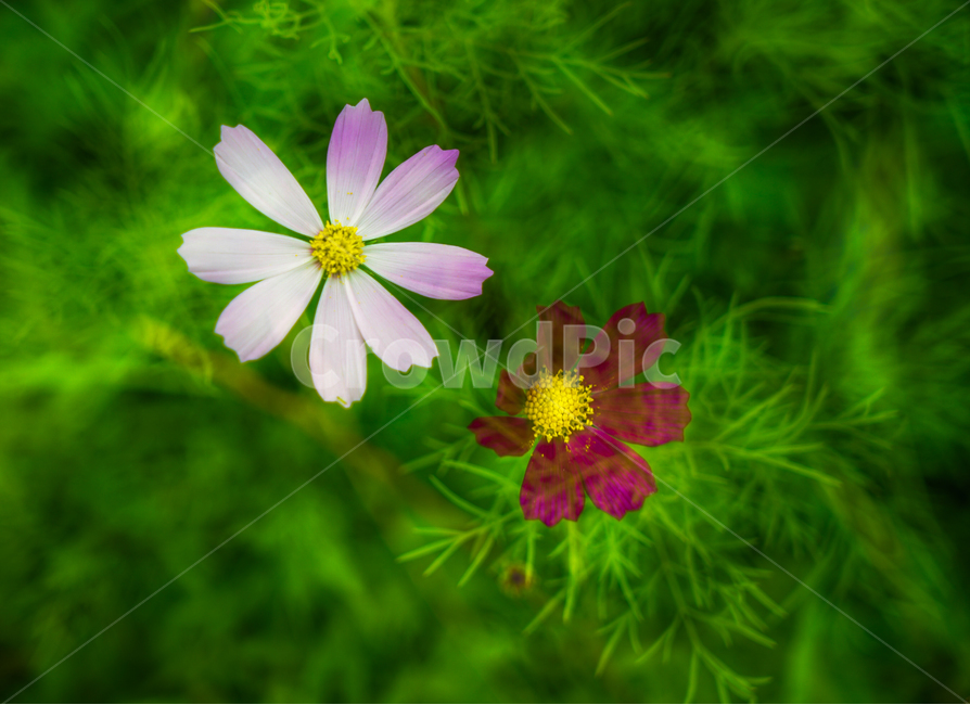 코스모스,꽃,들꽃,자연,식물,가을,다중노출,식물,자연,plants,nature,꽃,flower