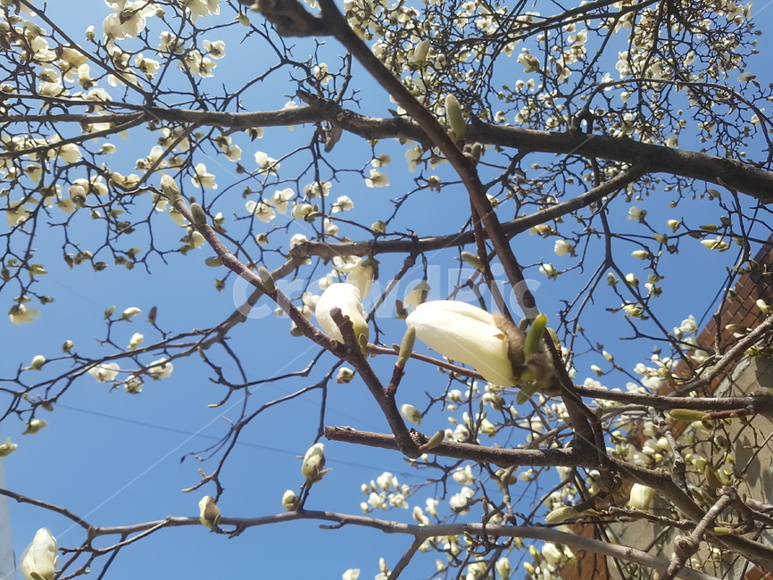 봄,spring,꽃,flower,목련,목련꽃,봄,계절,spring,season,식물,자연,plants,nature,꽃,flower,animal,동물,bird,새