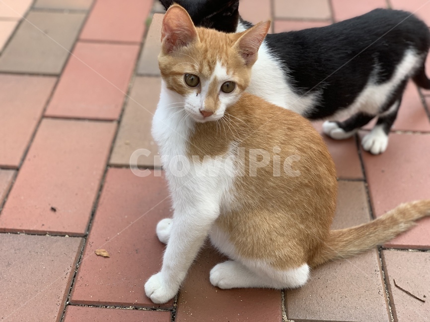 고양이,길고양이,동물,아기고양이,길냥이,펫,포유류,귀여운,animal,cat,pet,kitty,lovely