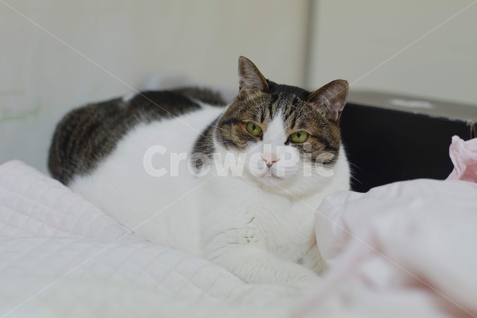 고양이,야옹이,반려동물,애완동물,포유류,동물,animal,포유류,mammal,고양이,cat,kitten,kitty