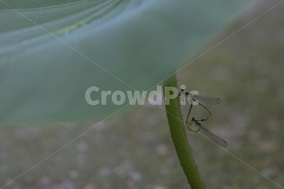 잠자리,실잠자리,연잎,잠자리사랑,사랑,동물,animal,곤충,벌레,insect,bug