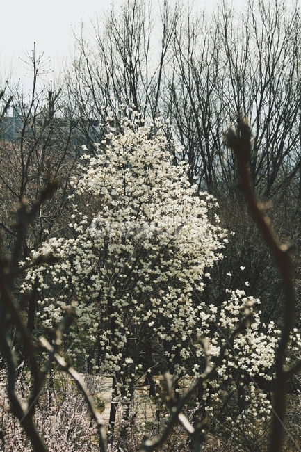 꽃,식물,flower,blossom,plant