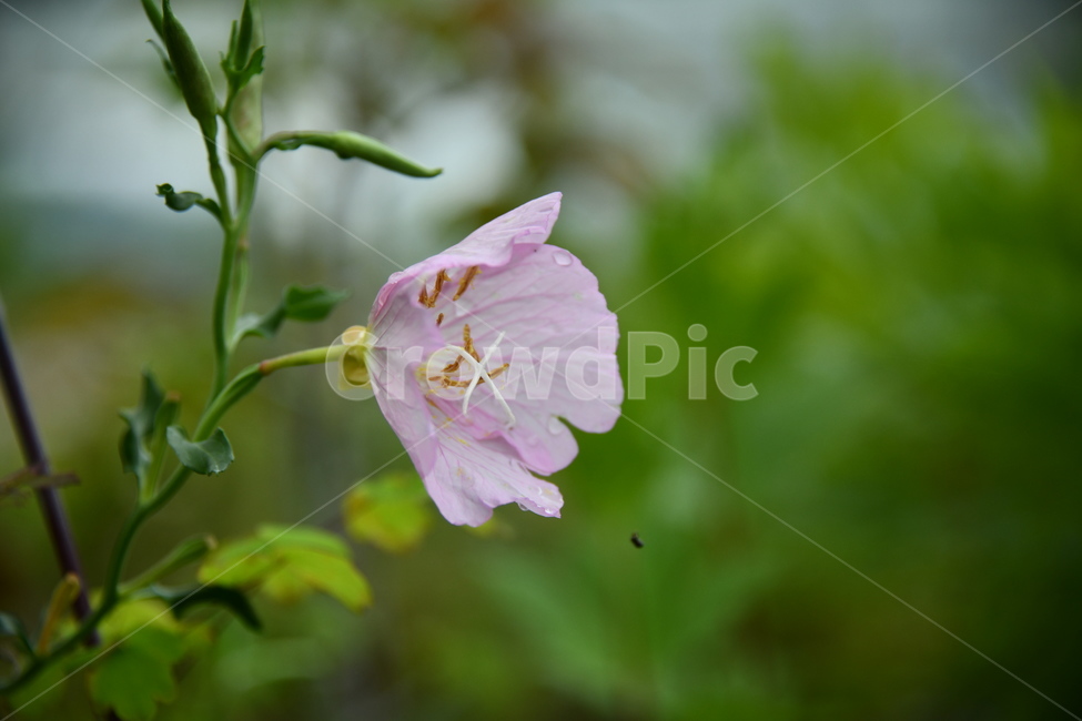 꽃,자연,식물,야생화,nature,flower,감성,feeling,배경,백그라운드