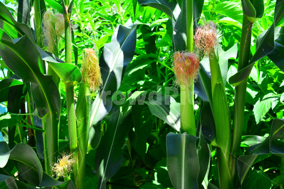 옥수수,옥수수수염,콘칩,dmatlr,식재료,corn,콘플레이크,옥수수빵,옥수수차,건강식품,약용,밭농사,농업,재배,싱싱한,fresh,plant,food,콘샐러드,7월,여름작물,옥수수밭,곡류,곡식,cereals