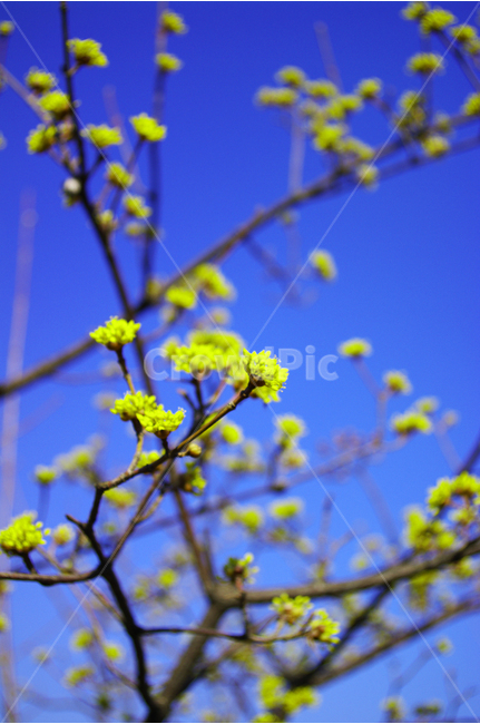 산수유,나무,하늘,파란하늘,꽃봉오리,봄,봄날,봄풍경,봄꽃,감성,spring,flower,식물,노란색,봄,계절,spring,season,식물,자연,plants,nature,꽃,flower,plant