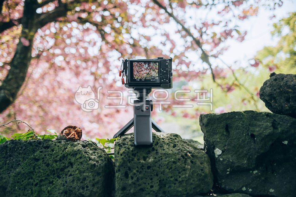 Cherry Blossom,cherryblossom,Electronic products,spring,spring flowers,rock,Double cherry blossoms,tree trunk,petal,filming,light pink,treetrunk,camera,mirrorless,nature,tree,flower,outdoors,liquid crystal,photography