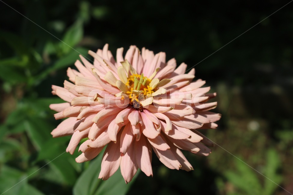 꽃,분홍,노랑,초록,식물,flower,hana,pink,pinku,yellow,kiiro,green,midori,plants,shokubutsu,햇빛,그림자,sunlight,hizashi,shadow,kage,식물,자연,plants,nature,꽃,flower