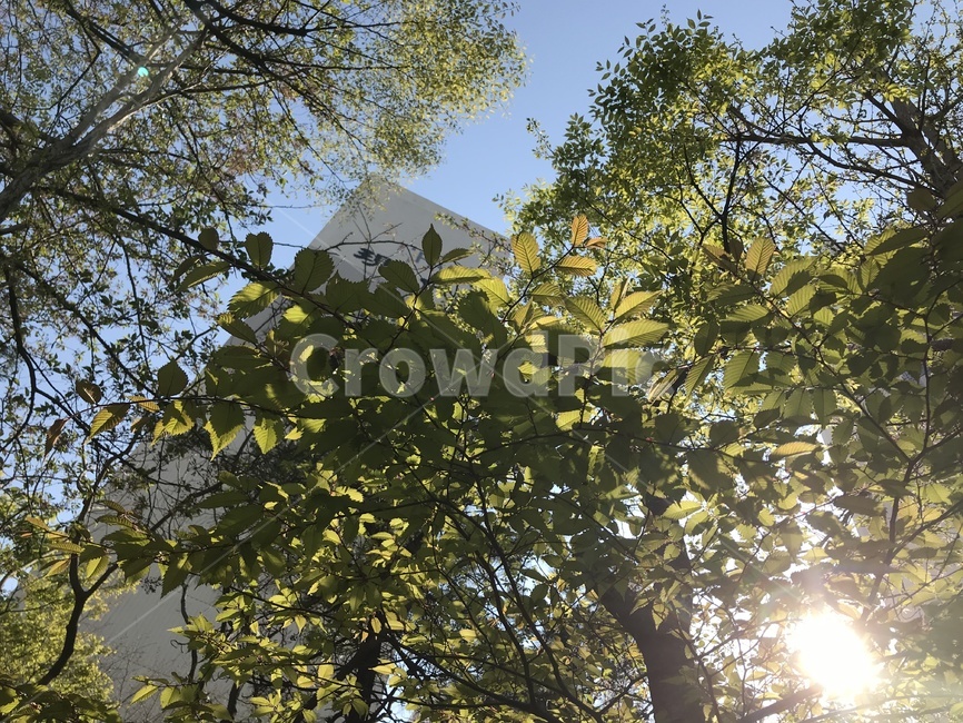 가로수,나무,잎사귀,푸른하늘,하늘,가로수길,나뭇가지,푸른,초록,초록색,푸른색,파란색,푸릇푸릇,봄