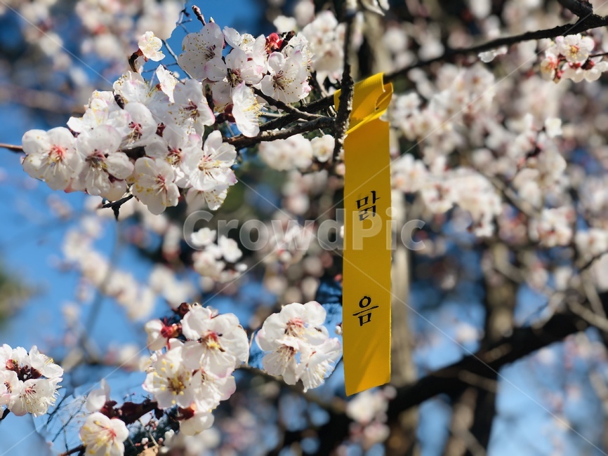 plant,식물,cherryblossom,벚꽃,flower,blossom,꽃,날씨,예쁨,곱다,pretty,weather,하늘,푸름,sky,blue,맑음,clean,산책,나무,tree,4월,apil