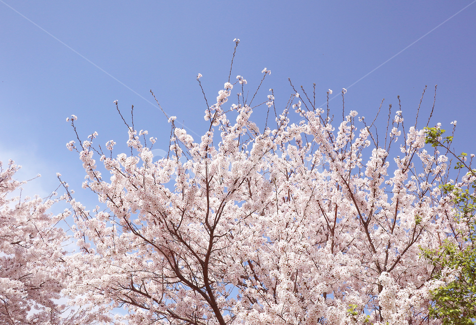 벚꽃,하늘,봄,벚나무,분홍,핑크,나무,식물,식물,자연,plants,nature,꽃,flower