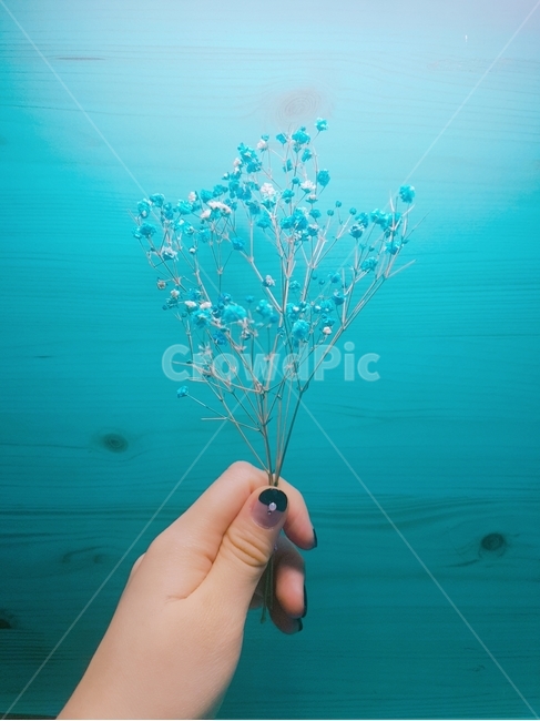 꽃,안개꽃,파란안개꽃,감성,파랑