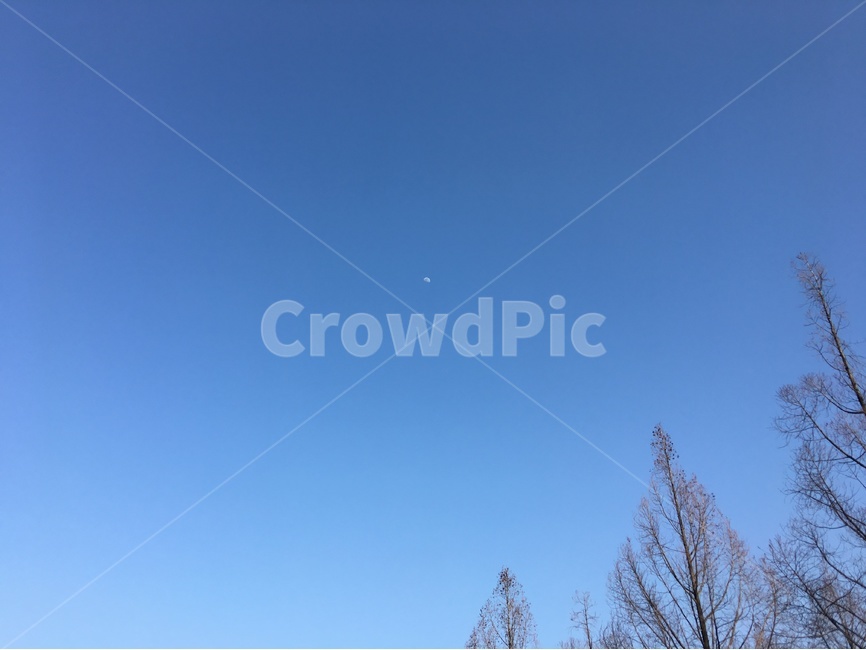 하늘,sky,파란하늘,달,감성,풍경,자연,풍경,nature,landscape,tree,나무,plant,식물,outdoors,옥외,fir,전나무