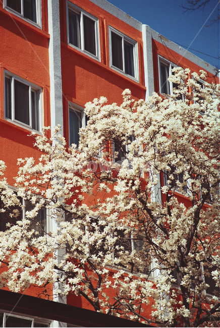 목련,꽃,봄,주황색,꽃나무,flower,spring,plant,식물