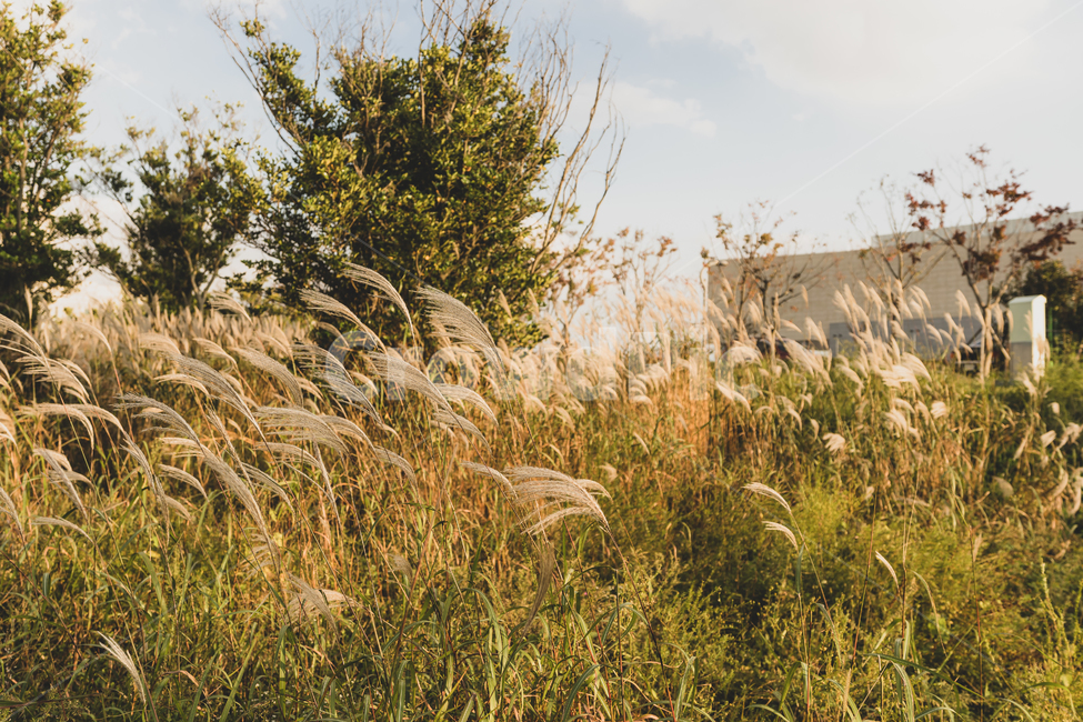 갈대,억새,가을,풍경,자연,가을,계절,fall,autumn,season,자연,풍경,nature,landscape,plant,식물,grass,잔디,lawn,reed
