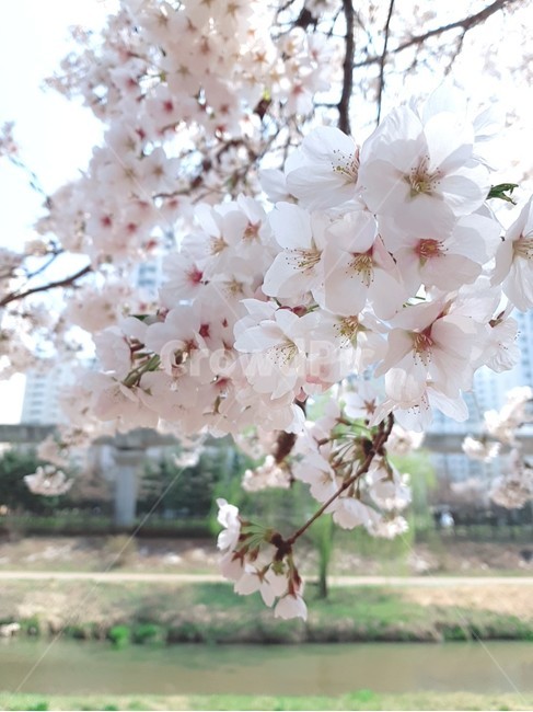 식물,꽃,blossom,flower,벚꽃