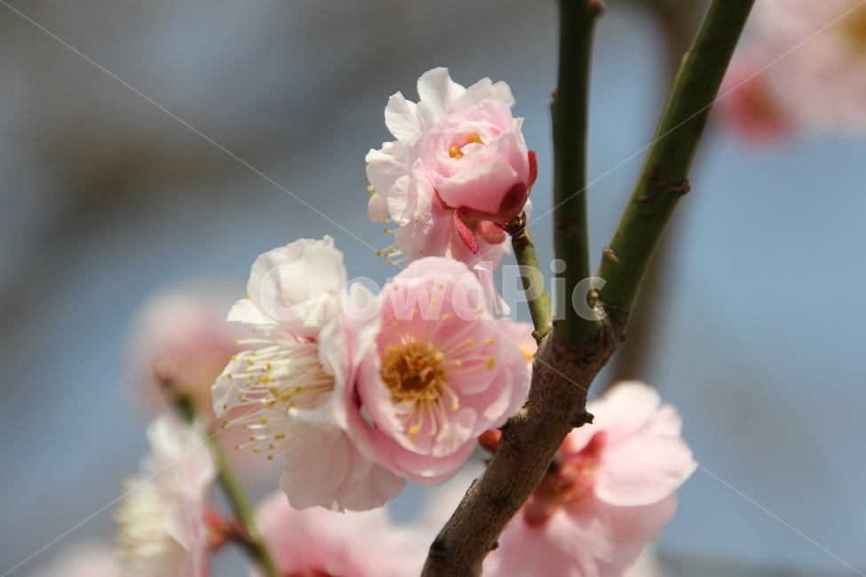 매화꽃,꽃,매화,자연,풍경,식물,자연,plants,nature,꽃,flower