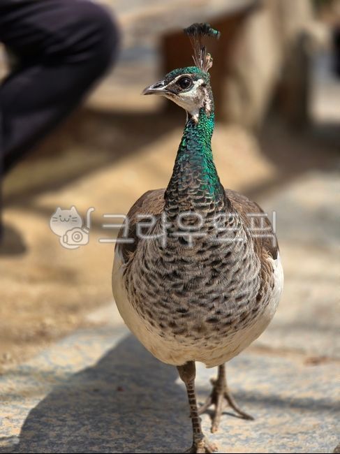 공작새,공작새암컷,암컷,새,조류