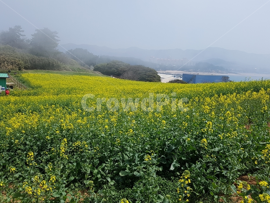 유채꽃,꽃밭,유채꽃밭,노란꽃,안개,봄,계절,spring,season,자연,풍경,nature,landscape,outdoors,옥외,grassland,목초지,field,들,rural,농촌,farm,농장,meadow