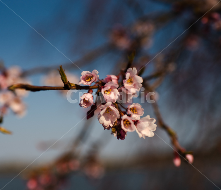 식물,벚꽃,봄,꽃,flower,plant,나무,꽃잎,식물,자연,plants,nature,꽃,flower