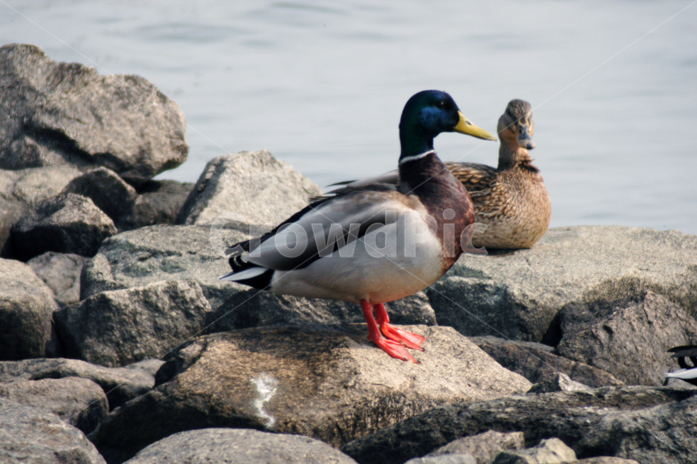 청둥오리,습지,생태,조류,철새,동물,animal,조류,새,birds