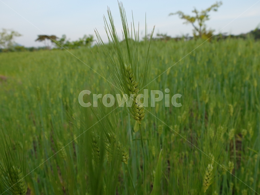 청보리,청보리밭,보리,순천만,순천보리밭,식물,자연,plants,nature