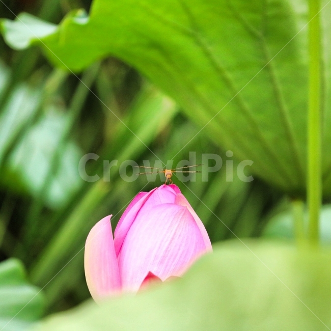 연꽃,여름,잠자리,식물,곤충,식물,자연,plants,nature,꽃,flower,동물,animal,곤충,벌레,insect,bug